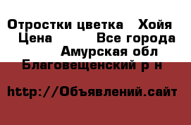 Отростки цветка  “Хойя“ › Цена ­ 300 - Все города  »    . Амурская обл.,Благовещенский р-н